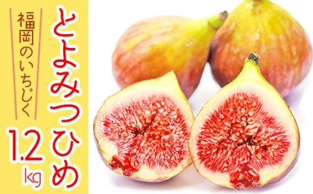 [福岡県産]とよみつひめ(イチジク) 1.2kg(300g×4P) 2J7