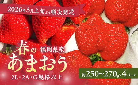 あまおう [2026年3月上旬より順次発送]春のあまおう(2L・2A・G規格以上 4パック) イチゴ 苺 いちご 果物 福岡県産 ※配送不可:離島