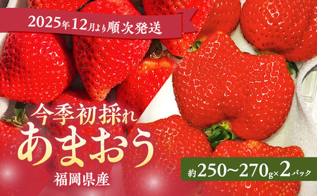 あまおう [2025年12月より順次発送] 今季初採れあまおう 2パック[数量限定]イチゴ 苺 いちご 果物 福岡県産 限定 ※配送不可:離島