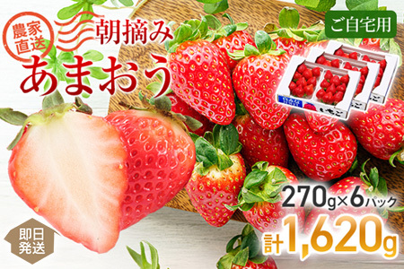 朝摘みあまおう 自宅用 約270g×6パック ※2026年3月順次出荷予定 BD05