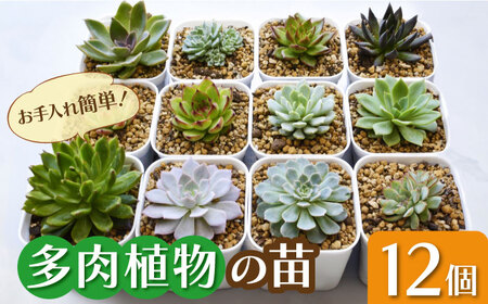多肉植物 苗 12個セット[AFAT005]