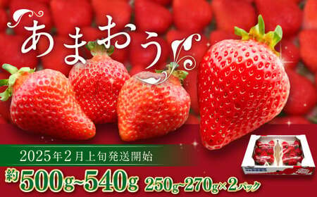 博多あまおう(春) 約250g〜270g×2パック 計約500g〜540g[2025年2月上旬〜4月下旬発送予定]いちご 苺 イチゴ 果物 フルーツ