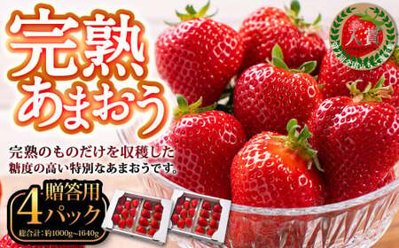 完熟あまおう 贈答用 4パック 合計約1kg〜1.64kg [2026年1月上旬〜3月上旬までに出荷予定]いちご 苺 イチゴ ベリー 果物 フルーツ お取り寄せ デザート おやつ