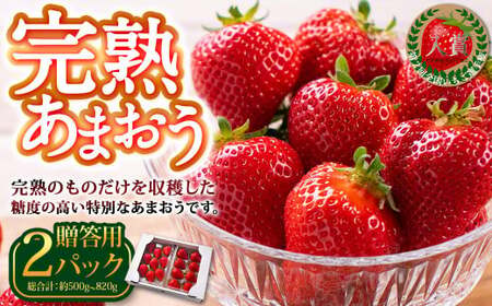 完熟あまおう 贈答用 2パック 合計約500g〜820g [2026年1月上旬〜3月上旬までに出荷予定] いちご 苺 イチゴ ベリー 果物 フルーツ お取り寄せ デザート おやつ
