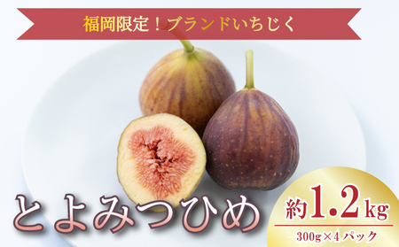 [先行予約][2026年8月上旬から10月中旬発送]福岡限定 ブランドいちじく「とよみつひめ」約300g×4パック