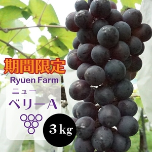 [8月下旬から発送]ニューベリーA 3kg ぶどう ぶどう ぶどう ぶどう ぶどう RYE