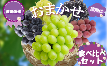 [2026年8月から発送][先行予約] 2026年発送 旬のぶどう食べ比べお試しセット|ぶどう RYE