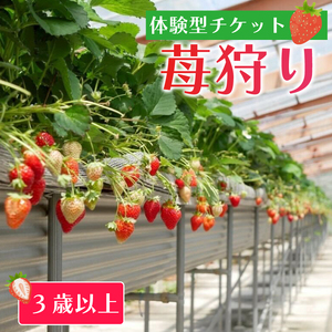 いちご狩り チケット 3歳~未就学児 あまおう いちご 苺 イチゴ 果物 体験型 果物狩り フルーツ狩り 苺狩り あまおう狩り 福岡県 川崎町 人気 おすすめ