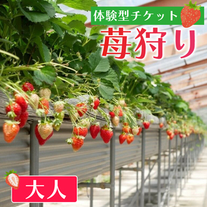 いちご狩り チケット 大人 あまおう いちご 苺 イチゴ 果物 体験型 果物狩り フルーツ狩り 苺狩り あまおう狩り 福岡県 川崎町 人気 おすすめ