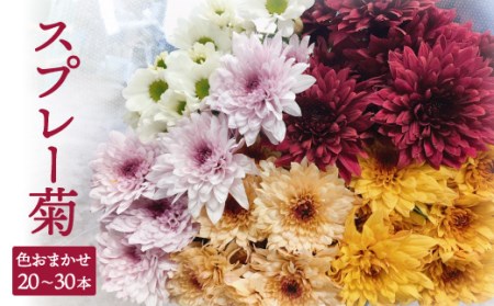 スプレー菊 花束(20〜30本) Q1-S