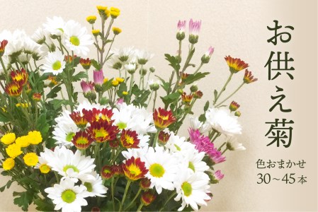 スプレー菊　花束（３０～４５本） Q2