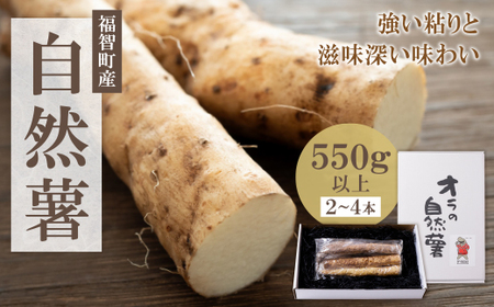 P19-02 【福智町産】オラの自然薯(カットもの 550g以上） 野菜 グルメ 取り寄せ ご当地 特産 産地 直送人気 オススメ 自然薯 じねんじょ 自然薯 じねんじょ 自然薯 じねんじょ 自然薯 じねんじょ 自然薯 じねんじょ 自然薯 じねんじょ 自然薯 じねんじょ 自然薯 じねんじょ 自然薯 じねんじょ 自然薯 じねんじょ 自然薯 じねんじょ