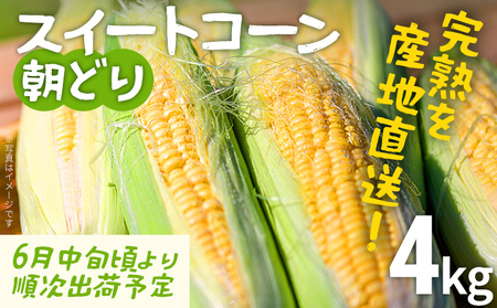 [朝採り]完熟スイートコーン 4kg 産地直送 とうもろこし スイートコーン スイートコーン スイートコーン