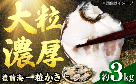[2026年1月中旬より順次発送] 豊前海 一粒かき 約3kg[BGBD002]牡蠣