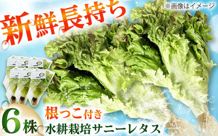 ���k�͔|��� �T�j�[���^�X 6��[BGBT001]