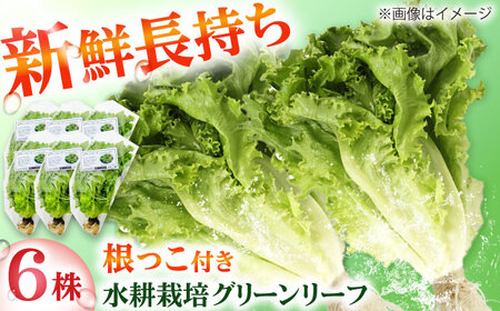 ���k�͔|��� �O���[�����[�t 6��[BGBT002]