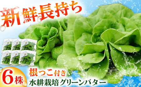 ���k�͔|��� �O���[���o�^�[ 6�� [BGBT003]