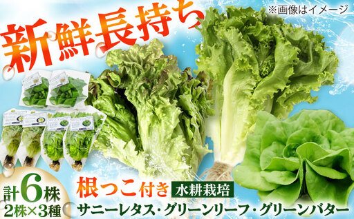 水耕栽培野菜 2株×3種(サニーレタス/グリーンリーフ/グリーンバター)[BGBT004]野菜
