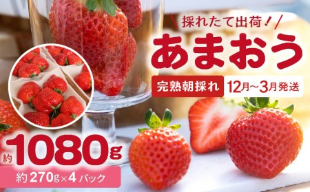 [完熟朝採れ]福岡県産ブランドいちご(12月〜3月発送) あまおう 約270g×4パック