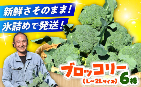 [先行予約] [30箱限定]ブロッコリーLサイズ6株氷詰め[下田農園] ブロッコリー ブロッコリー ブロッコリー ブロッコリー 築上町 [ABDX001]
