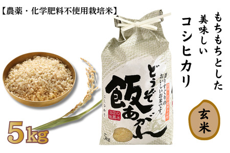 もちもちとした美味しい コシヒカリ 玄米 5kg[農薬・化学肥料不使用栽培米]:B230-021