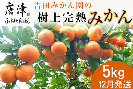 『先行予約』[12月発送]吉田みかん園の樹上完熟みかん 5kg 柑橘 ミカン 蜜柑 フルーツ 果物