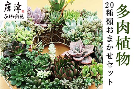 多肉植物寄せ植え16種類おまかせセット ふるなび 佐賀県唐津市 ふるさと納税サイト ふるなび