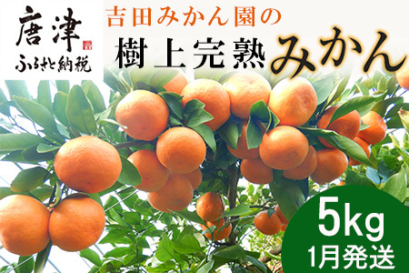 ws\xyߘa8N1甭zgc݂񉀂̎㊮n݂ 5kg k ~J  t[c ʕ