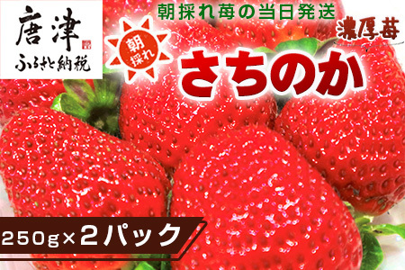 『先行予約』[令和7年3月より順次発送]濃厚苺 さちのか 250g×2パック(合計500g) 濃厚いちご 苺 イチゴ 果物 フルーツ ビタミン