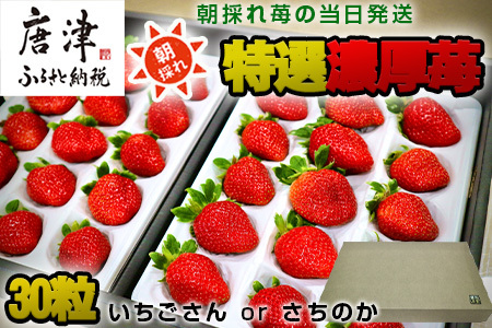 『先行予約』[令和6年12月より順次発送]特選濃厚苺30粒 品種:いちごさん or さちのか 佐賀県唐津産 (贈答用・ギフト用・熨斗対応可・化粧箱) 濃厚いちご イチゴ フルーツ ビタミン 甘い 果物 苺