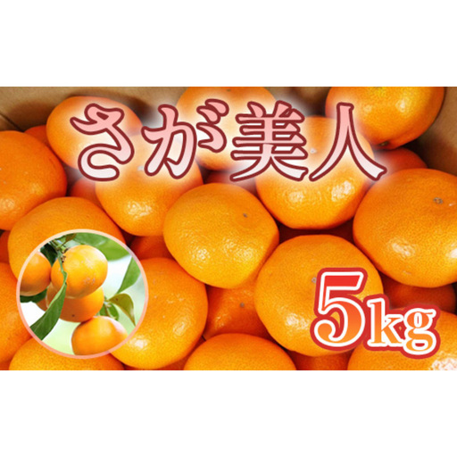 みかん さが美人 5kg 果物 フルーツ ミカン デザート ※配送不可:離島
