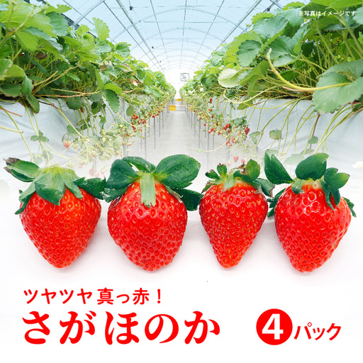 さがほのか 4パック _b-498