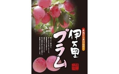 すもも「貴陽」化粧箱入り(4〜6玉