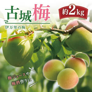 梅 伊万里 古城梅