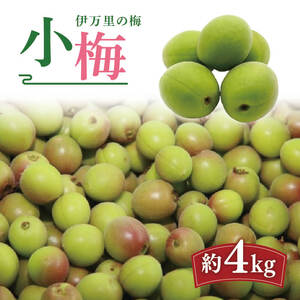 小梅 伊万里市産梅