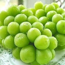 シャインマスカット 1房 [化粧箱入り]