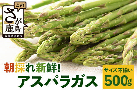 新鮮朝獲れ!!鹿島市産 アスパラガス 合計500g [美味しい野菜で彩を]アスパラ 野菜 やさい 九州 国産 佐賀 6601611