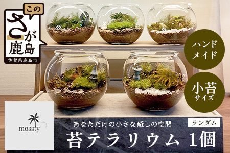 苔テラリウム 手入れ簡単 癒やしのインテリア 卓上サイズ 誕生日 プレゼント雑貨 敬老の日 贈り物 観葉植物 初心者 鹿島市産 / mossty [B-892]