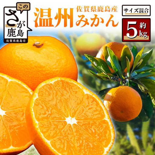 温州みかん 約5kg 佐賀県鹿島産 | [先行受付11月上旬より発送予定]みかん ミカン 甘い サイズ混合 小玉含む フルーツ 果物 果実 くだもの 蜜柑 柑橘 国産 冬季 大容量 家庭用 贈答 お取り寄せ 佐賀県 鹿島市
