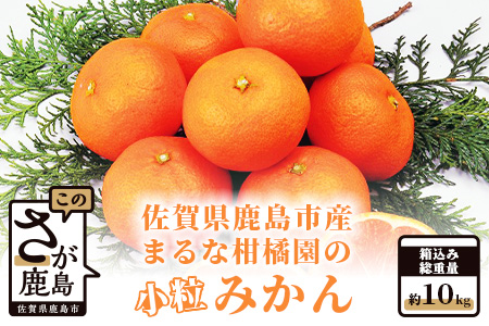 【期間限定】【2024年9月下旬出荷開始予定】鹿島 まるな柑橘園の小粒みかん 約１０kg  A-64