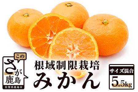 [12月下旬頃お届け]鹿島 平倉果樹園の根域制限栽培みかん(石地)[ 約5.5kg サイズ混合]普通のみかんより糖度が1〜2度高いみかん ミカン 蜜柑 果物 フルーツ 佐賀県 鹿島市 送料無料