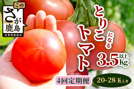 ys\z ɂt@[ Ƃ肱ɂȂg}g y3.5kgȏ×4ցzy2025N12oׁzRicotomato Ƃ肱ɂȂ g}g [ ؒ   g}g VN T_  