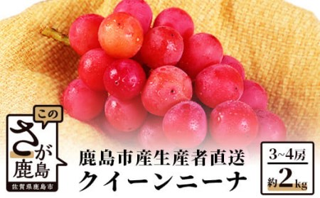[先行予約][朝採れ新鮮]ぶどう クイーンニーナ 約2kg(2024年8月下旬から出荷)佐賀県鹿島市産 フルーツ 果物 ぶどう ブドウ 葡萄