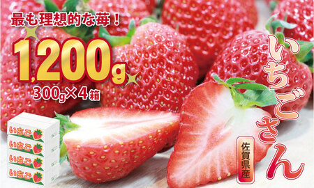 新品種 いちごさん 4箱セット ふるかわ農園 農家 直送品 果物 くだもの フルーツ 人気 ランキング 評価 高い 苺 イチゴ B10-117