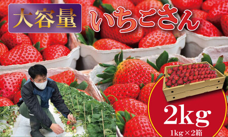 [先行予約令和8年2月配送開始]大容量いちごさん 1kg×2箱(2,000g)ふるかわ農園 いちご 大中小 サイズ 優品等級 苺 大量 段ボール配送 加工品用 [B190-008]