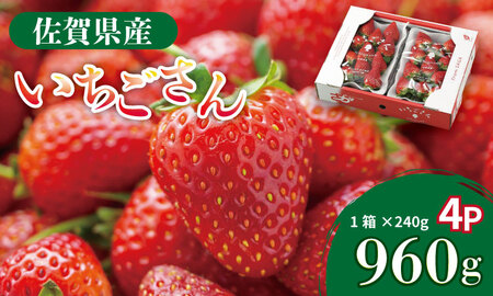 [先行予約令和8年1月配送開始]佐賀県産 いちごさん ( 240g×4P )有明・潮風ファーム 直送品 果物 くだもの フルーツ 人気 ランキング 高評価 苺 イチゴ