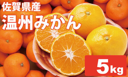 [先行予約] 佐賀県産 みかん(5kg) 潮風ファーム 大津 みかん 柑橘 温州みかん