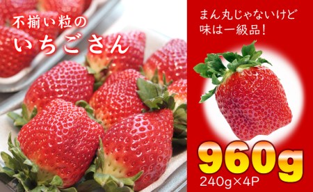 [先行予約(1月から順次出荷] 不揃い粒のいちごさん960g(240g×4P)江島農園 苺 B110-012 いちご 苺 イチゴ 人気 赤い 甘い 訳あり スイーツ 農家 直送品 果物 くだもの フルーツ 佐賀県 小城市