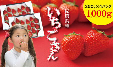 佐賀ブランド苺「いちごさん」合計1,000g(250g×4セット)苺 凛々 B150-001 いちご 苺 イチゴ 人気 赤い 甘い 訳あり スイーツ 農家 直送品 果物 くだもの フルーツ 佐賀県 小城市