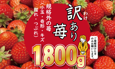 [先行予約(2月から順次出荷] 訳あり苺(1.800g)ふるかわ農園 大量 段ボール入り イチゴ B140-008 いちご 苺 イチゴ 人気 赤い 甘い 訳あり スイーツ 農家 直送品 果物 くだもの フルーツ 佐賀県 小城市